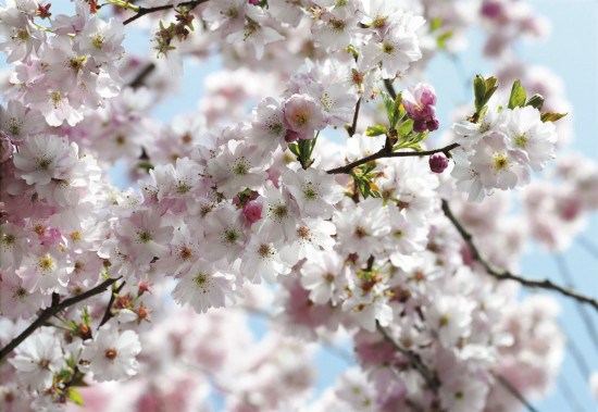 Фотообои «Spring» (368 х 254 см)