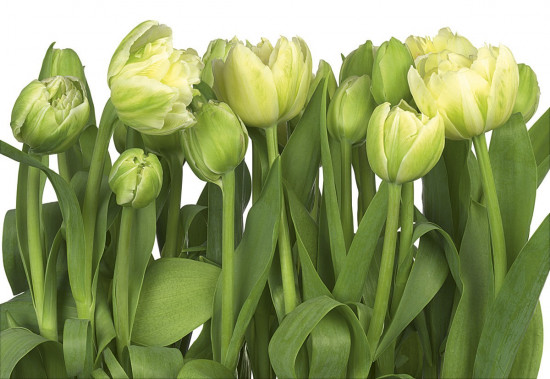 Фотообои «Tulips» (368 х 254 см)