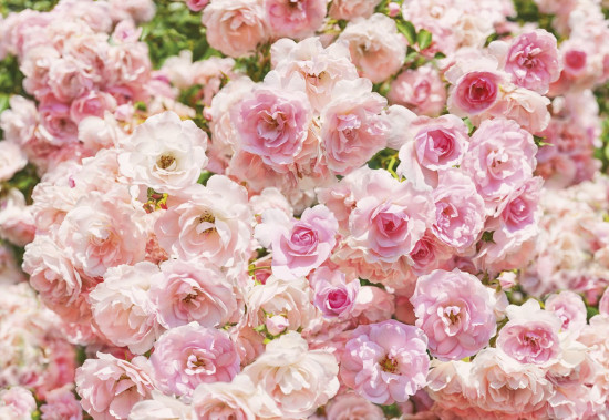 Фотообои «Rosa» (368 х 254 см)