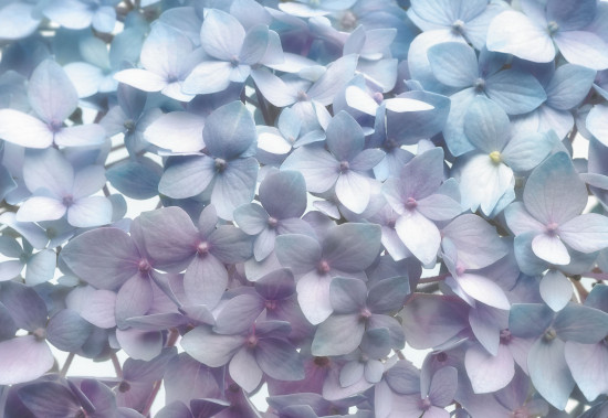 Фотообои «Light Blue» (368 х 254 см)