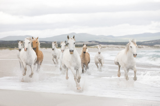 Фотообои «White Horses» (368 х 254 см)