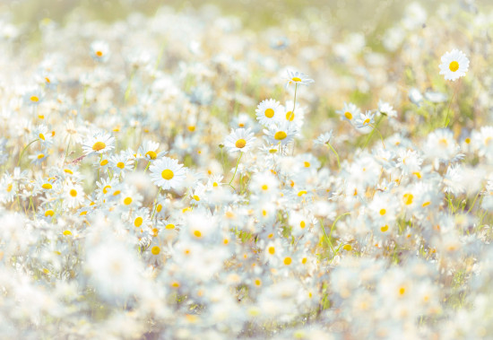 Фотообои «Daisies» (368 х 254 см)