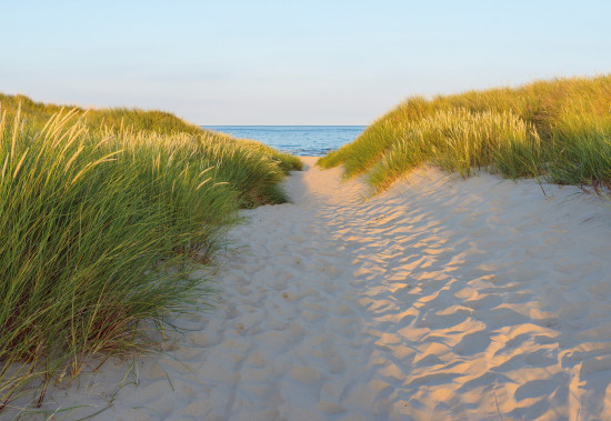 Фотообои «Sandy Path» (368 х 254 см)
