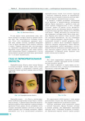 Анатомия лица в эстетической медицине - Фото 4