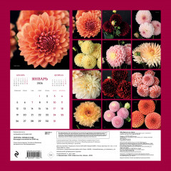 Календарь настенный на 2026 год «Георгины. Звезды в саду» - Фото 1