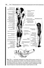 Нейроортопедическое тестирование в практике малоинвазивной терапии - Фото 11