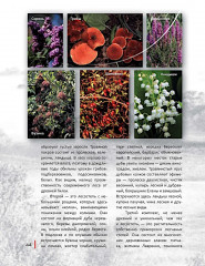 Черное море. Жизнь и судьба - Фото 5