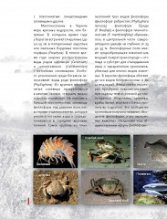 Черное море. Жизнь и судьба - Фото 6