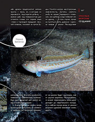 Черное море. Жизнь и судьба - Фото 8