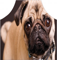 Фартук для кухни «Доверчивый мопс» - Фото 1