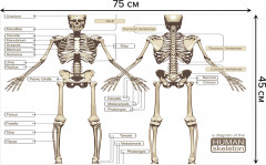 Коврик придверный «Анатомия человека» - Фото 1