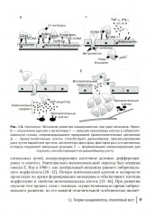 Диагностика и хирургическое лечение перитонеального канцероматоза - Фото 11
