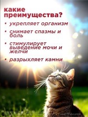 Таблетки для профилактики и лечения болезней почек и мочевыводящих путей у кошек и собак «Здоровые почки» - Фото 4