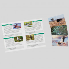 Игра настольная «Мемо. Птицы» - Фото 4