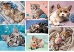 Пазл «Мир кошек» - Фото 1