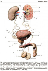 Human Anatomy. Textbook in 2 volumes. Volume 2 - Фото 5