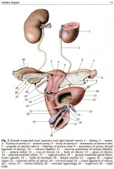 Human Anatomy. Textbook in 2 volumes. Volume 2 - Фото 6