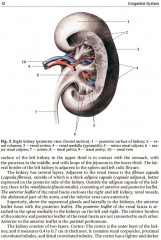 Human Anatomy. Textbook in 2 volumes. Volume 2 - Фото 7