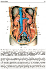 Human Anatomy. Textbook in 2 volumes. Volume 2 - Фото 8