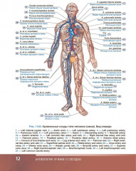 Анатомия человека. Атлас. Том 3 - Фото 6
