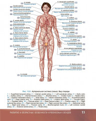 Анатомия человека. Атлас. Том 3 - Фото 7