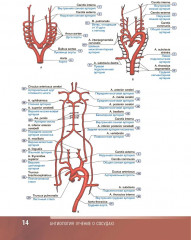 Анатомия человека. Атлас. Том 3 - Фото 8