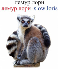 Жануарлар. Животные. Джунгли - Фото 1