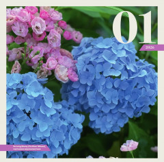 Календарь настенный на 2026 год «Гортензии» - Фото 2