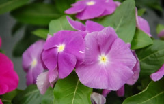 Семена катарантуса «Санджевелс блуберри шейдс» - Фото 1