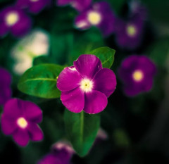 Семена катарантуса «Санджевелс блуберри шейдс» - Фото 2