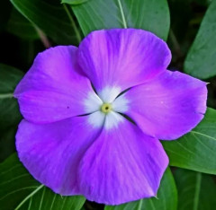 Семена катарантуса «Санджевелс блуберри шейдс» - Фото 3