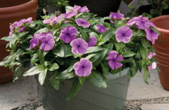 Семена катарантуса «Санджевелс блуберри шейдс» - Фото 4