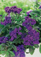 Семена гелиотропа древовидного «Марина» - Фото 3