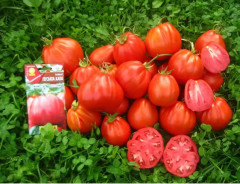 Семена томата «Пузата хата» - Фото 2