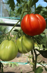 Семена томата «Пузата хата» - Фото 3