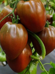 Семена томата «Бычье сердце шоколадное» - Фото 1