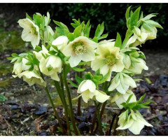 Морозник кавказский «Спринг» - Фото 2