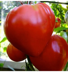 Семена томата «Бычье сердце розовое» - Фото 1