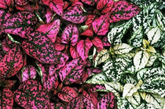 Семена гипоэстеса «Капли акварели» - Фото 1