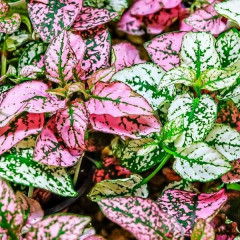 Семена гипоэстеса «Капли акварели» - Фото 2