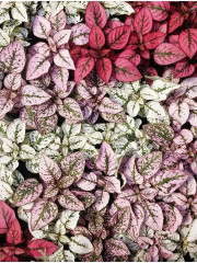 Семена гипоэстеса «Капли акварели» - Фото 3