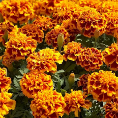 Семена бархатцев «Имеретинский шафран» - Фото 2