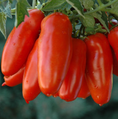 Семена томата «Бананза» - Фото 1