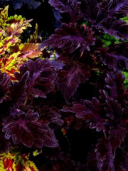 Семена колеуса балконного «Шоколадный бархат» - Фото 2