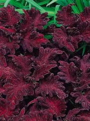 Семена колеуса балконного «Шоколадный бархат» - Фото 3