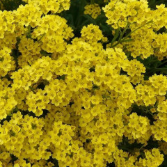 Семена алиссума «Золотой самородок» - Фото 2