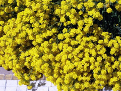 Семена алиссума «Золотой самородок» - Фото 3