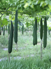 Семена люффы «Цилиндрическая» - Фото 1