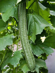 Семена люффы «Цилиндрическая» - Фото 2