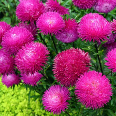 Семена астры «Джувел Пурпурит» - Фото 1